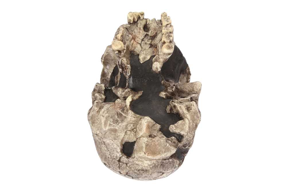 Lot 289 A REPLICA OF THE SKULL OF THE OLDEST HUMAN