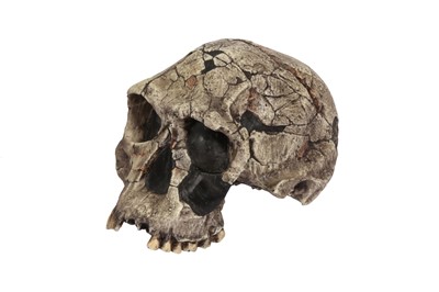 Lot 289 - A REPLICA OF THE SKULL OF THE OLDEST HUMAN SPECIES, HOMO HABILIS