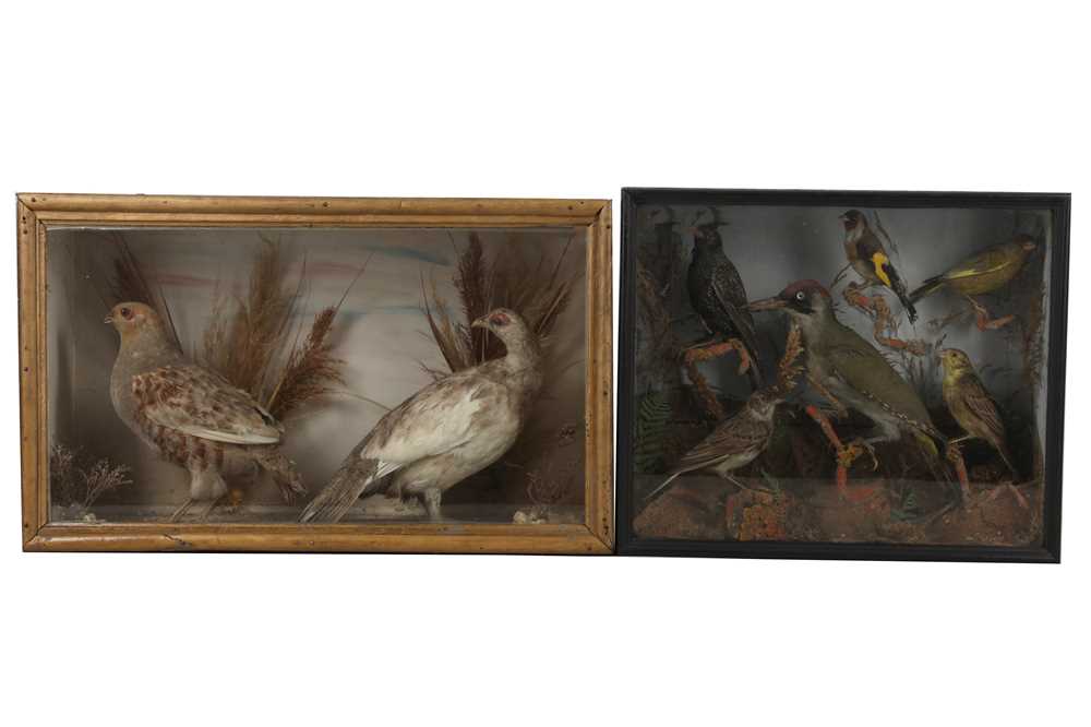 Lot 77 - TWO TAXIDERMY CASES OF BIRDS, LATE 19TH TO EARLY 20TH CENTURY