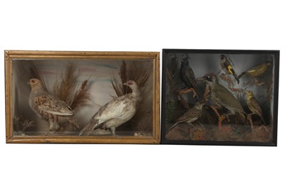 Lot 77A - TWO TAXIDERMY CASES OF BIRDS, LATE 19TH TO EARLY 20TH CENTURY