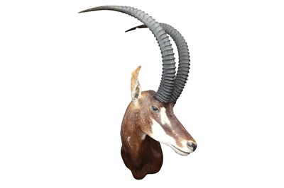 Lot 221 - TAXIDERMY: A SOUTHERN SABLE ANTELOPE (HIPPOTRAGUS NIGER NIGER)