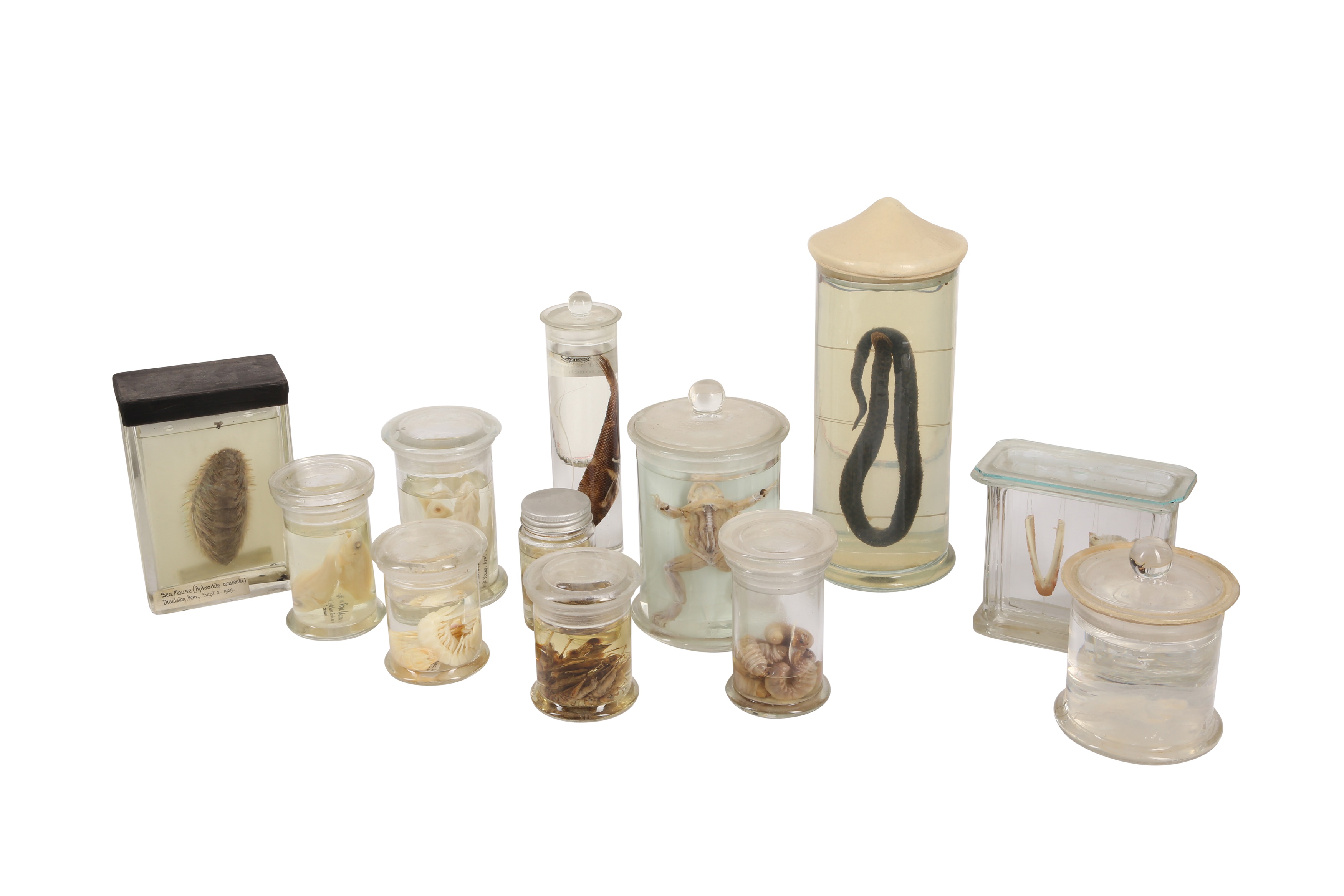 Lot 107 A COLLECTION OF TWELVE PICKLED WET SPECIMENS