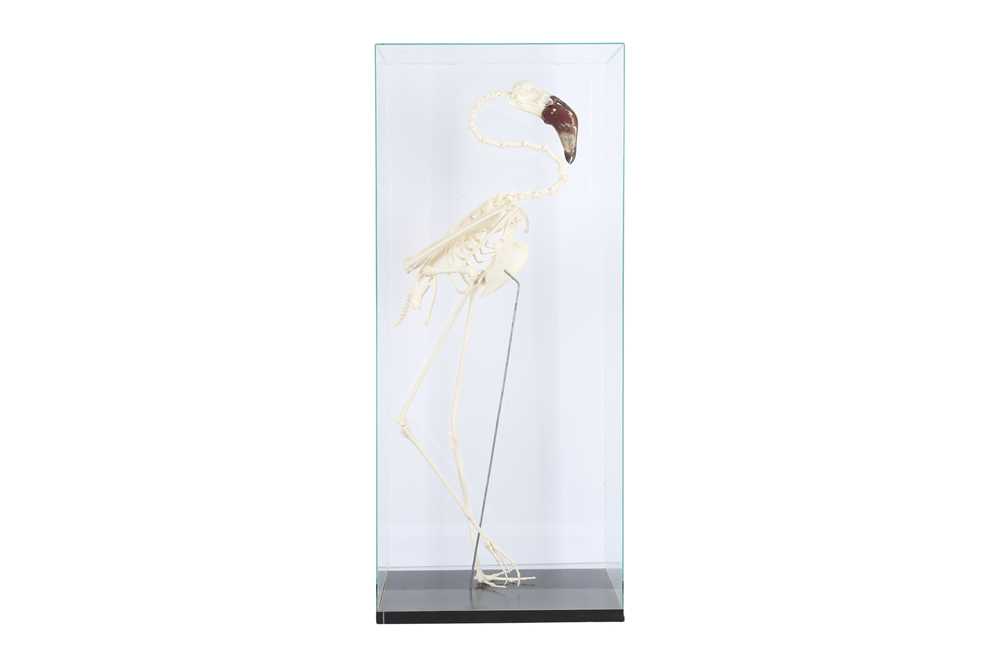 Lot 19 - THE SKELETON OF A LESSER FLAMINGO IN A GLASS DISPLAY CASE
