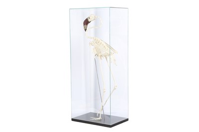 Lot 19 - THE SKELETON OF A LESSER FLAMINGO IN A GLASS DISPLAY CASE
