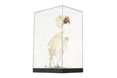 Lot 20 - THE SKELETON OF AN AMAZON PARROT IN A GLASS CASE