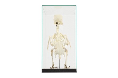 Lot 20 - THE SKELETON OF AN AMAZON PARROT IN A GLASS CASE