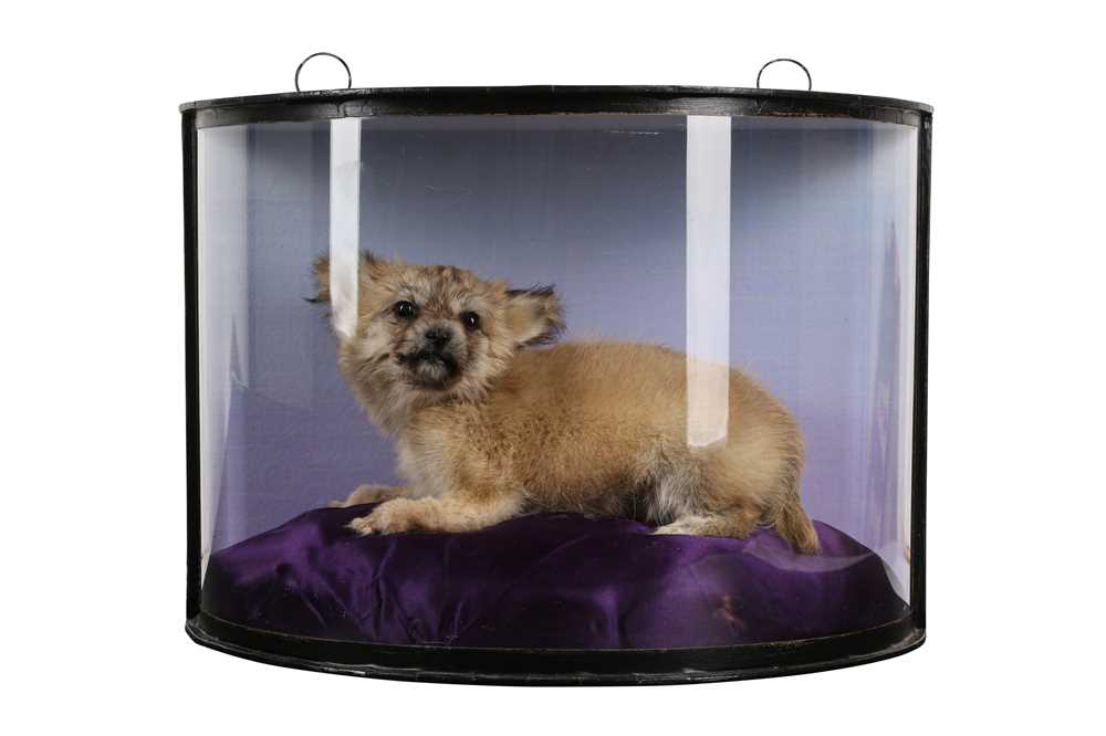 Lot 4 - A TAXIDERMY PUPPY IN DISPLAY CASE