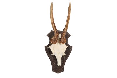 Lot 58 - A COLLECTION OF FIVE ROE DEER ANTLERS ON SHIELDS