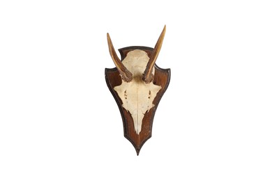 Lot 58 - A COLLECTION OF FIVE ROE DEER ANTLERS ON SHIELDS