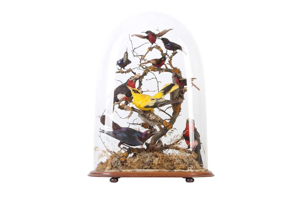 Lot 84 - TAXIDERMY: A VICTORIAN DOME DISPLAY OF EXOTIC AFRICAN BIRDS, LATE 19TH CENTURY