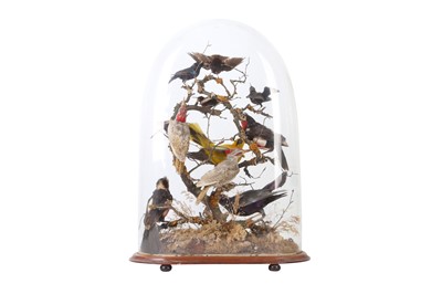 Lot 84 - TAXIDERMY: A VICTORIAN DOME DISPLAY OF EXOTIC AFRICAN BIRDS, LATE 19TH CENTURY