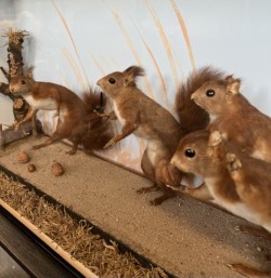 Lot 130 - TAXIDERMY: A RARE DISPLAY OF RED SQUIRRELS PLAYING, IN THE MANNER OF WALTER POTTER