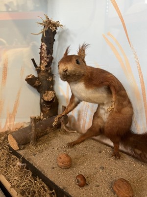 Lot 130 - TAXIDERMY: A RARE DISPLAY OF RED SQUIRRELS PLAYING, IN THE MANNER OF WALTER POTTER