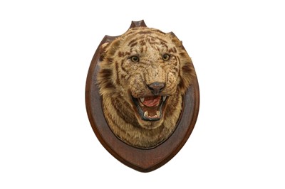 Lot 227 - TAXIDERMY: A BENGAL TIGER (PANTHERA TIGRIS) HEAD BY THEOBOLD BROS., INDIA