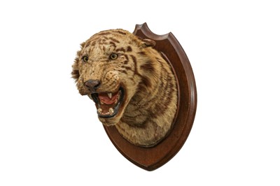 Lot 227 - TAXIDERMY: A BENGAL TIGER (PANTHERA TIGRIS) HEAD BY THEOBOLD BROS., INDIA