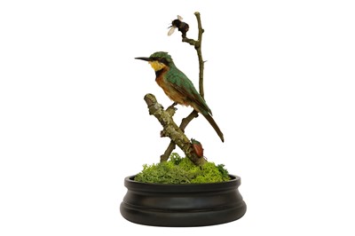 Lot 203 - TAXIDERMY: A LITTLE BEE-EATER (MEROPS PUSILLUS) IN GLASS DOME