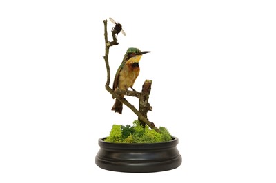 Lot 203 - TAXIDERMY: A LITTLE BEE-EATER (MEROPS PUSILLUS) IN GLASS DOME