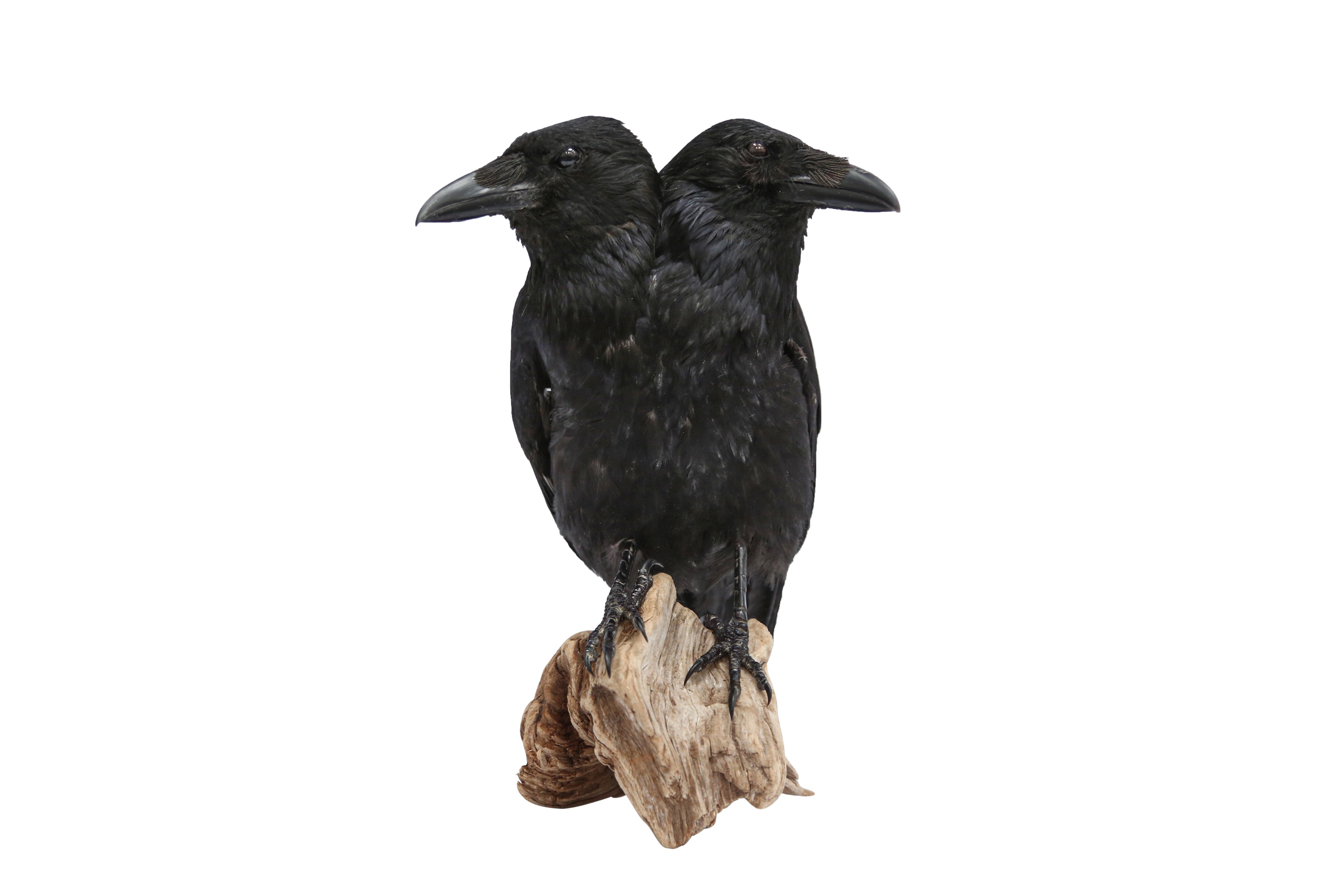 Lot 15 - TAXIDERMY: A TWO-HEADED CROW