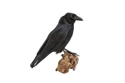 Lot 15 - TAXIDERMY: A TWO-HEADED CROW