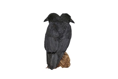 Lot 15 - TAXIDERMY: A TWO-HEADED CROW