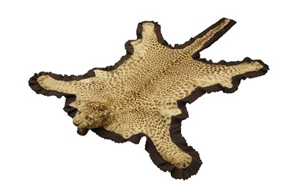Lot 228 - TAXIDERMY: AN INDIAN LEOPARD SKIN ( PANTHERA PARDUS PARDUS), BY TOCHER & TOCHER,  EARLY 20TH CENTURY