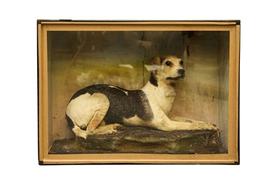 Lot 3 - TAXIDERMY: A VICTORIAN TERRIER DOG IN DISPLAY CASE