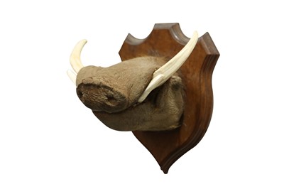 Lot 55 - TAXIDERMY: AN UNUSUAL WARTHOG SNOUT WITH TASKS