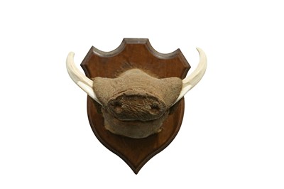 Lot 55 - TAXIDERMY: AN UNUSUAL WARTHOG SNOUT WITH TASKS