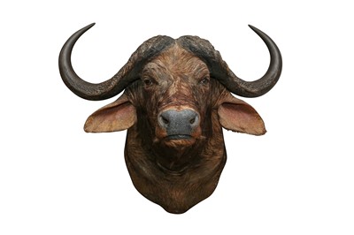 Lot 222 - TAXIDERMY: AN AFRICAN CAPE BUFFALO( SYNCERUS CAFFER CAFFER) MID-LATE 20TH CENTURY