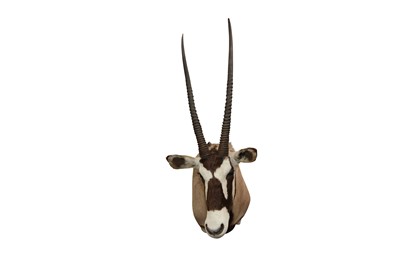 Lot 219 - TAXIDERMY: SOUTH AFRICAN GEMSBOK ORYX ANTELOPE (ORYX GAZELLA)