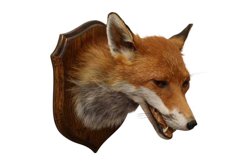 Lot 65 - TAXIDERMY: RED FOX ( VULPES VULPES) HEAD ON OAK SHIELD