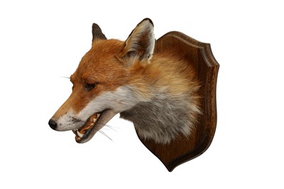 Lot 65 - TAXIDERMY: RED FOX ( VULPES VULPES) HEAD ON OAK SHIELD