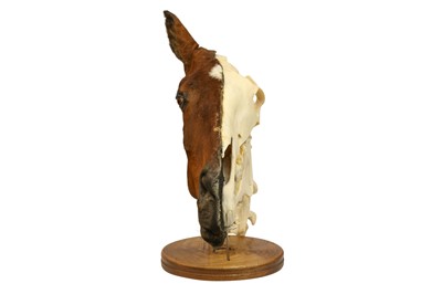 Lot 7 - TAXIDERMY: A UNIQUE COMPARATIVE ANATOMY HORSE HEAD