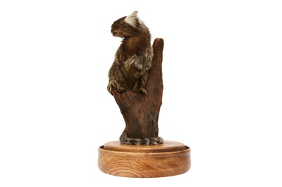 Lot 215 - TAXIDERMY: COMMON MARMOSET MONKEY( CALLITHRIX JACCHUS) IN GLASS DOME