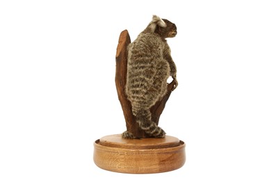Lot 215 - TAXIDERMY: COMMON MARMOSET MONKEY( CALLITHRIX JACCHUS) IN GLASS DOME