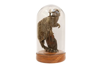 Lot 215 - TAXIDERMY: COMMON MARMOSET MONKEY( CALLITHRIX JACCHUS) IN GLASS DOME