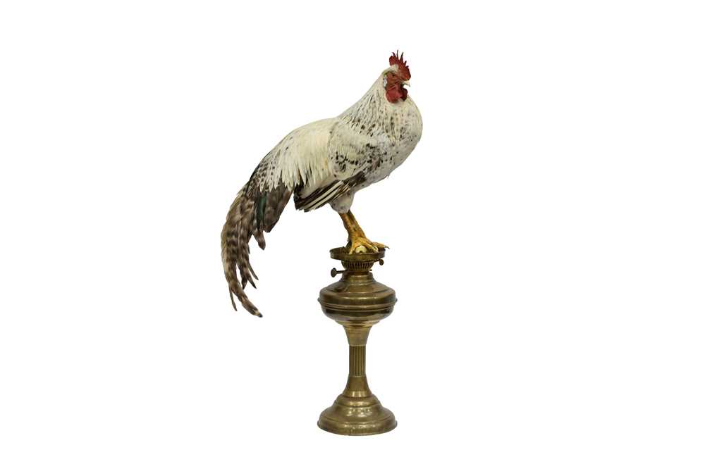 Lot 205 - TAXIDERMY: ROOSTER (GALLUS GALLUS DOMESTICUS)