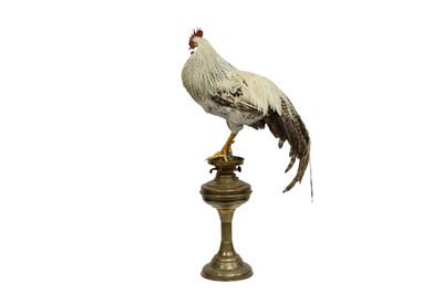 Lot 205 - TAXIDERMY: ROOSTER (GALLUS GALLUS DOMESTICUS)