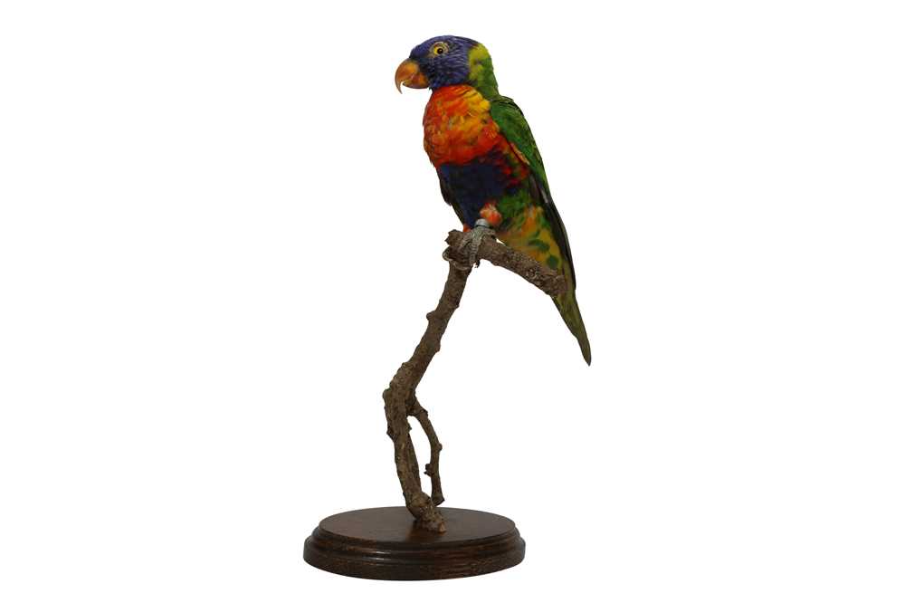 Lot 210 - TAXIDERMY: RAINBOW LORIKEET (TRICHOGLOSSUS MOLUCCANUS)