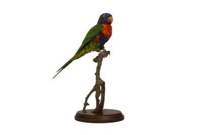 Lot 210 - TAXIDERMY: RAINBOW LORIKEET (TRICHOGLOSSUS MOLUCCANUS)