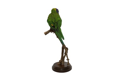 Lot 210 - TAXIDERMY: RAINBOW LORIKEET (TRICHOGLOSSUS MOLUCCANUS)