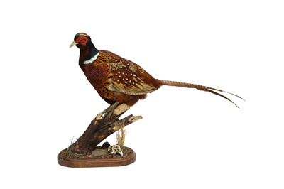Lot 204 - TAXIDERMY: RING-NECKED PHEASANT (PHASIANUS COLCHICUS)