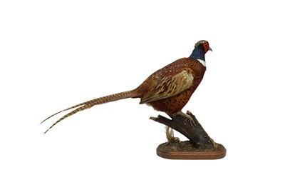Lot 204 - TAXIDERMY: RING-NECKED PHEASANT (PHASIANUS COLCHICUS)