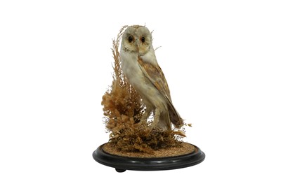 Lot 201 - TAXIDERMY: A VICTORIAN BARN OWL IN GLASS DOME