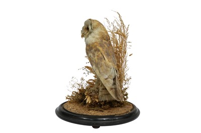 Lot 201 - TAXIDERMY: A VICTORIAN BARN OWL IN GLASS DOME