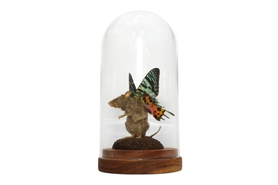 Lot 29 - TAXIDERMY: A FLUTTER-MOUSE IN GLASS DOME