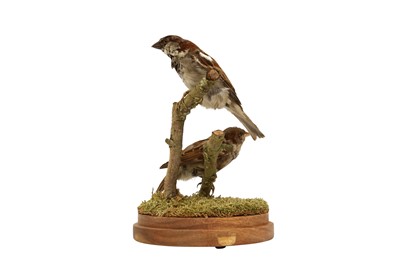 Lot 208 - TAXIDERMY: A PAIR OF SPARROWS