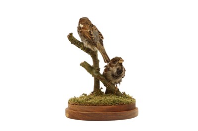 Lot 208 - TAXIDERMY: A PAIR OF SPARROWS
