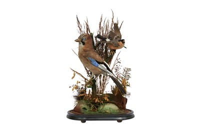 Lot 202 - TAXIDERMY: A VICTORIAN JAY AND BULLFINCH IN GLASS DOME