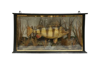 Lot 359 - TAXIDERMY: A PERCH IN BOW FRONTED GLASS CASE
